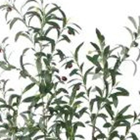 7" Green Artificial Olive In Cylindrical White Cement Pot HomeRoots