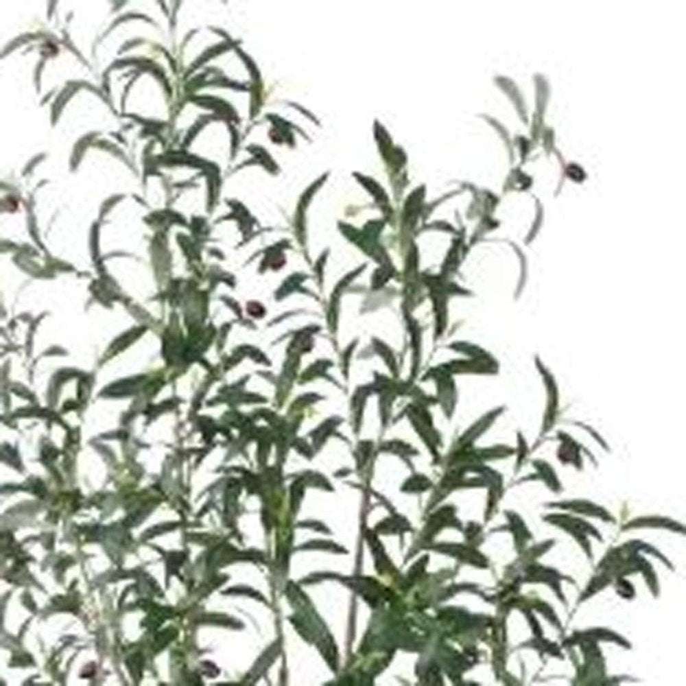 7" Green Artificial Olive In Cylindrical White Cement Pot HomeRoots