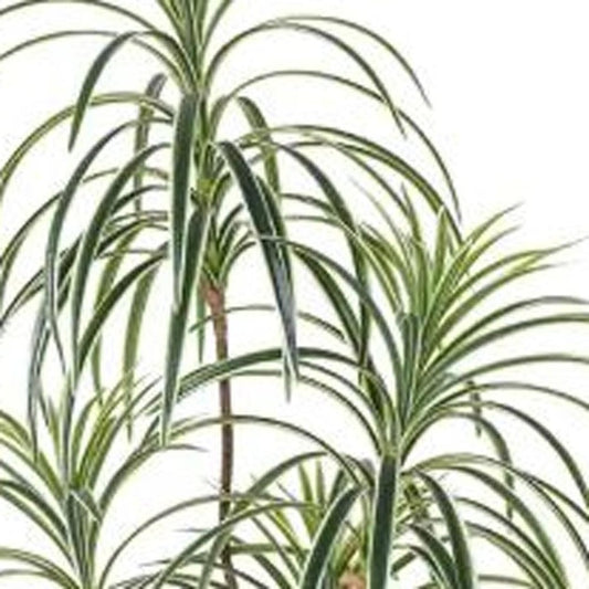63" Green Artificial Dracaena Tree In Cylindrical Black Cement Pot HomeRoots
