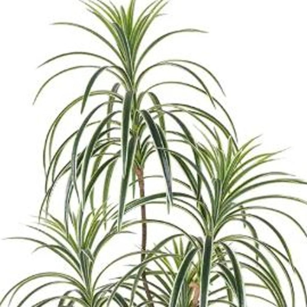 63" Green Artificial Dracaena Tree In Cylindrical Black Cement Pot HomeRoots