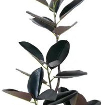 71" Black Artificial Rubber Tree In Cylindrical White Cement Pot HomeRoots