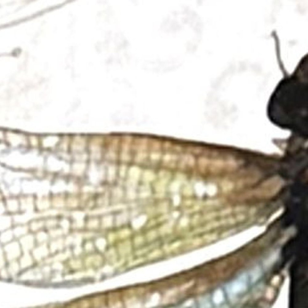 Set Of Four Golden Wings Set of Set Distressed White Framed Wall Art — view 3