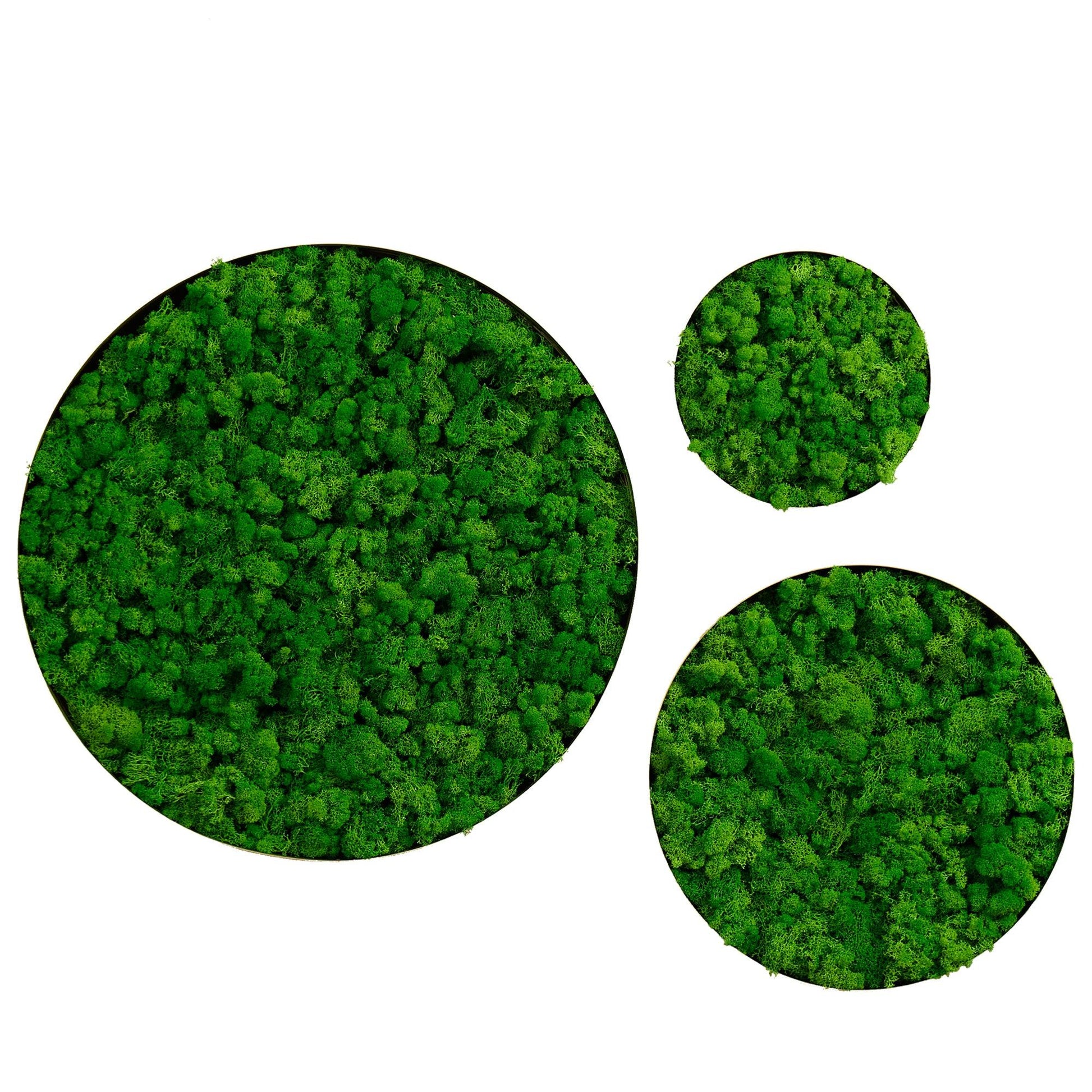 Round Framed Moss Wall Decor, only the Large - FurniFindUSA