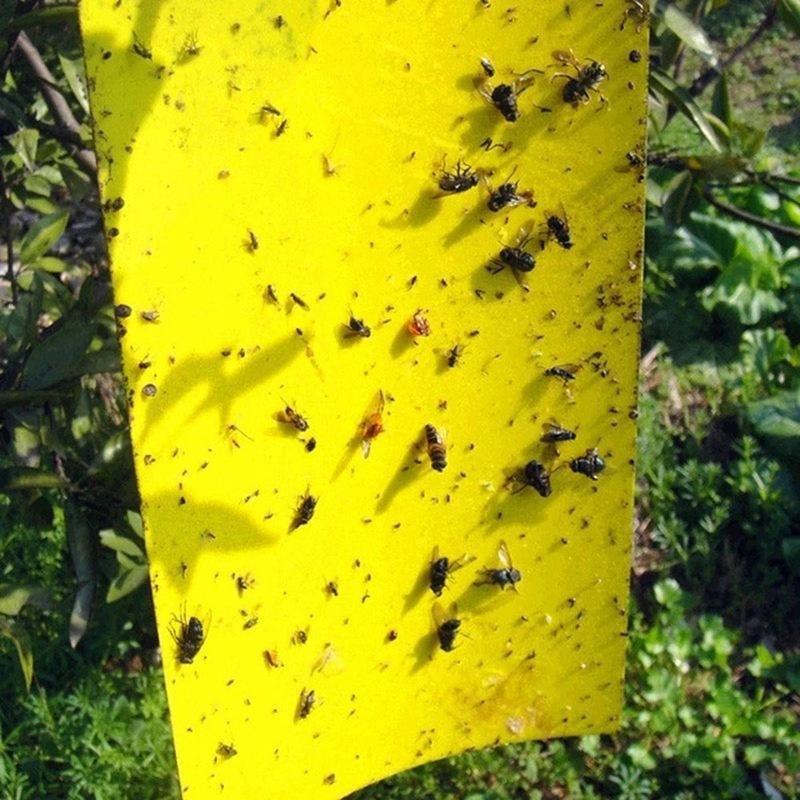 Double sidedStrong Flies Traps Bugs Sticky Board Catching Aphid Insects Killer fly Control Whitefly Thrip Leafminer Glue Sticker - FurniFindUSA