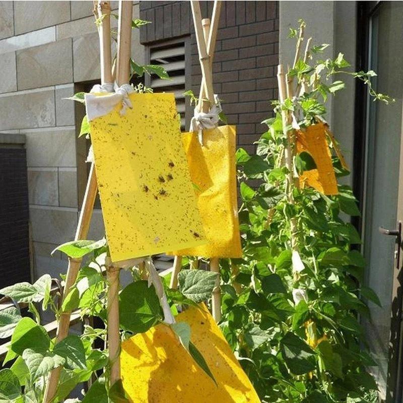 Double sidedStrong Flies Traps Bugs Sticky Board Catching Aphid Insects Killer fly Control Whitefly Thrip Leafminer Glue Sticker - FurniFindUSA