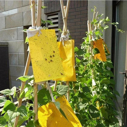 Double sidedStrong Flies Traps Bugs Sticky Board Catching Aphid Insects Killer fly Control Whitefly Thrip Leafminer Glue Sticker - FurniFindUSA